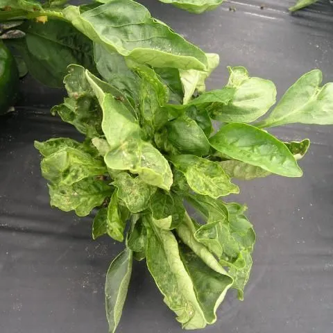 thumbnail for publication: Managing Thrips in Pepper and Eggplant